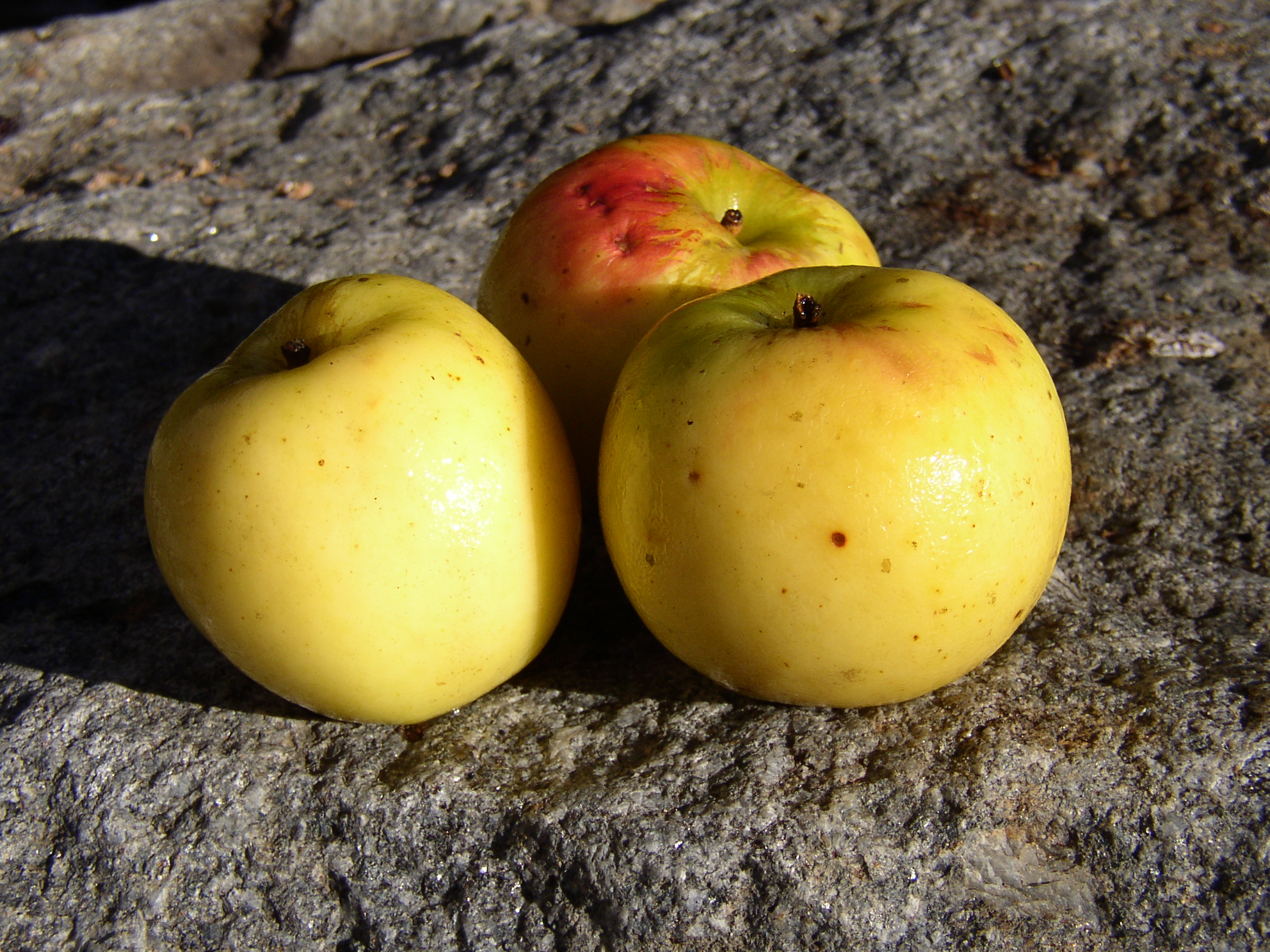 Court pendue des Pyrénées